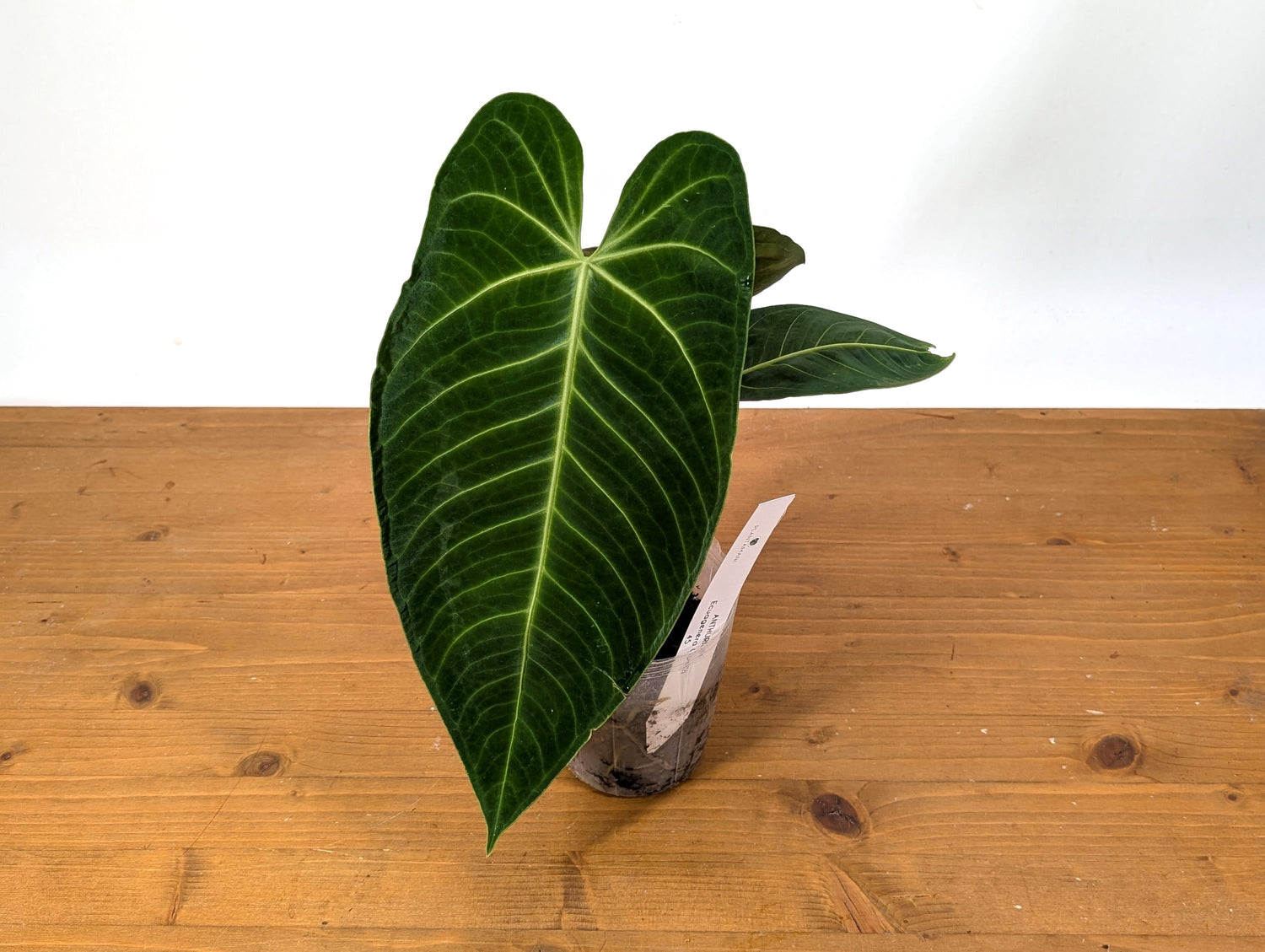 Anthurium Warocqueanum x Waterburyanum