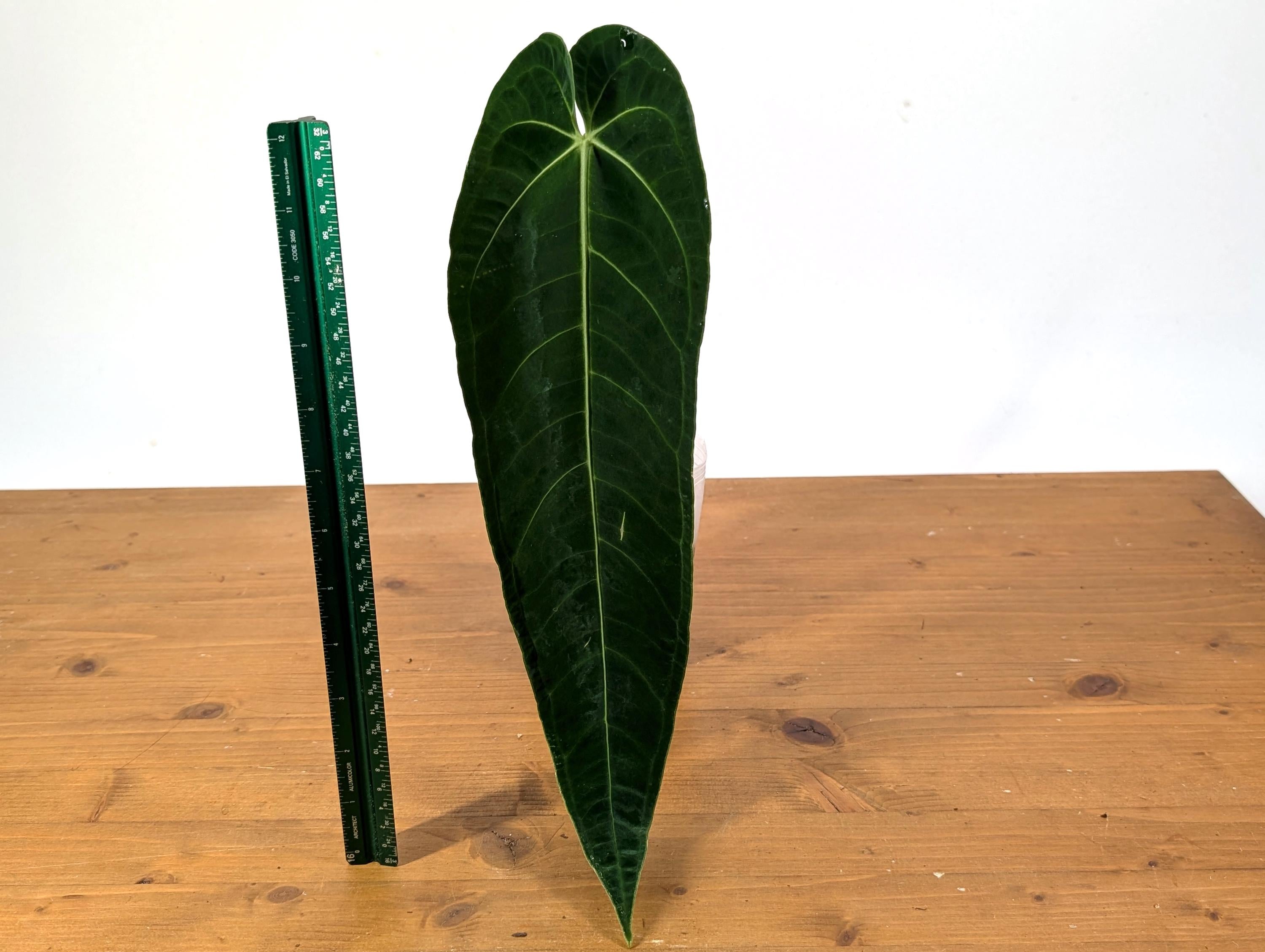 Anthurium Zamora Queen - One Leaf Over 12&quot; Long