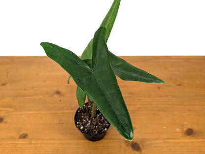 Alocasia Tigrina Superba in 4 Inch Pot