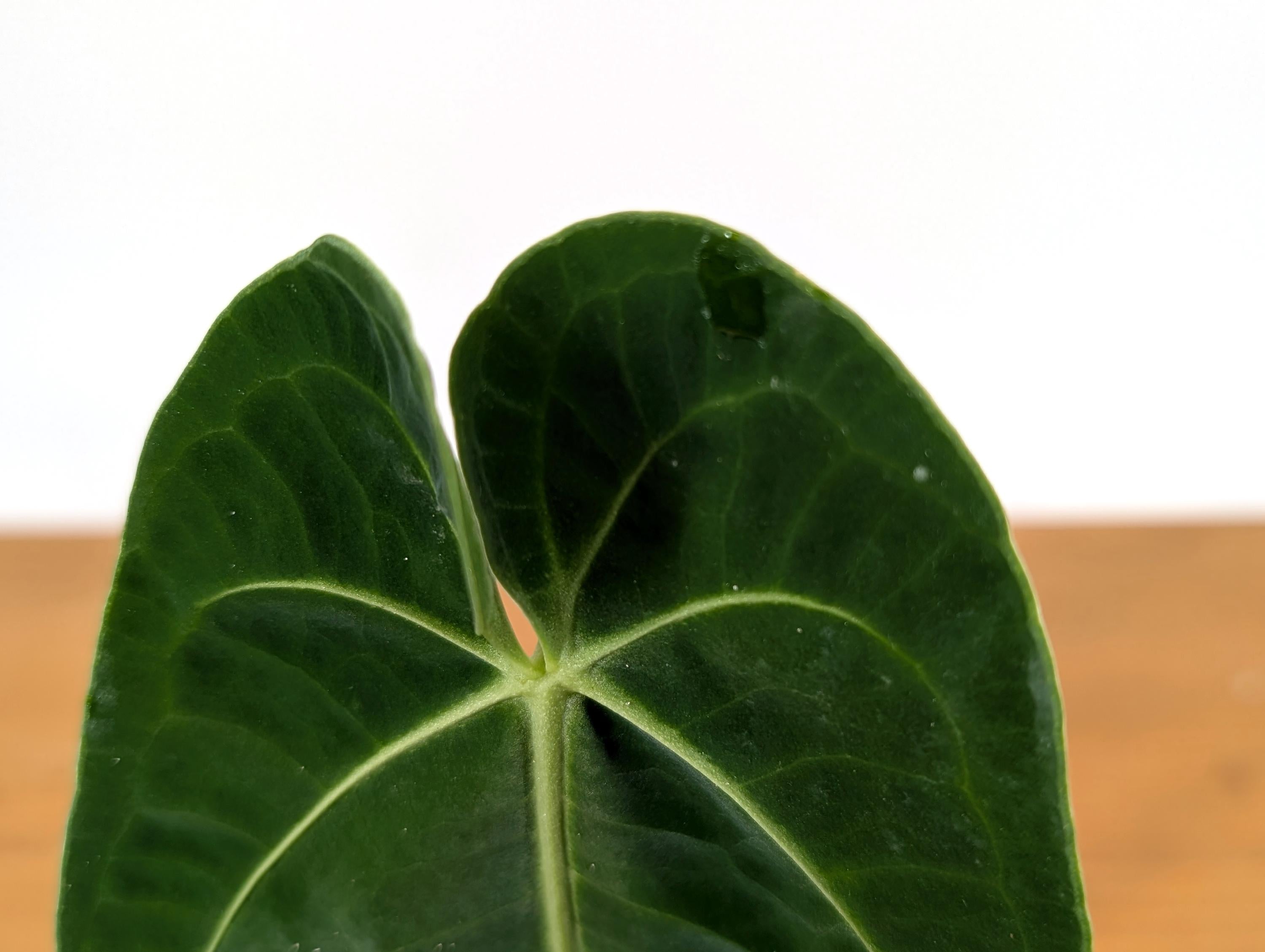 Anthurium Zamora Queen - One Leaf Over 12&quot; Long