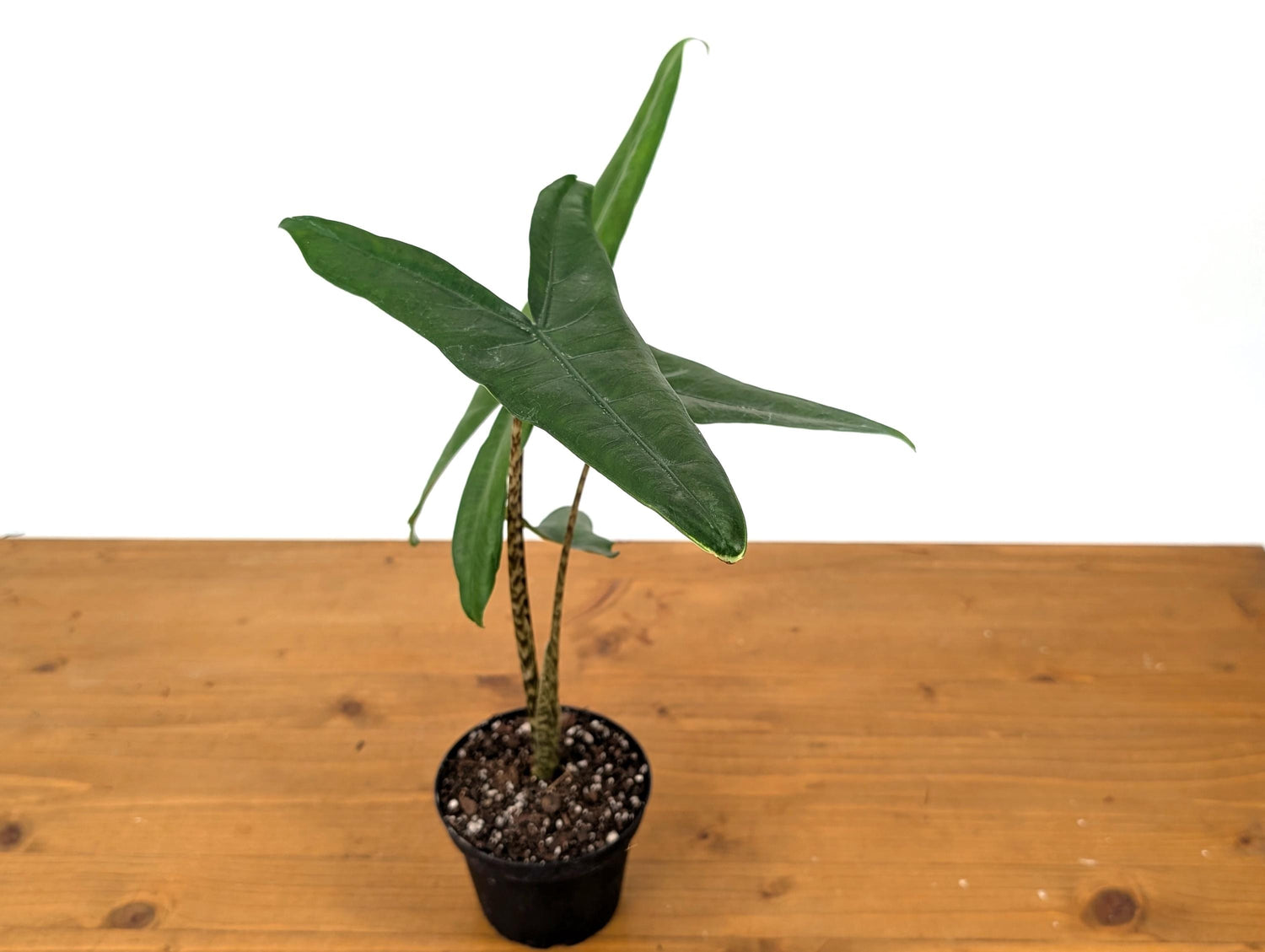 Alocasia Tigrina Superba in 4 Inch Pot