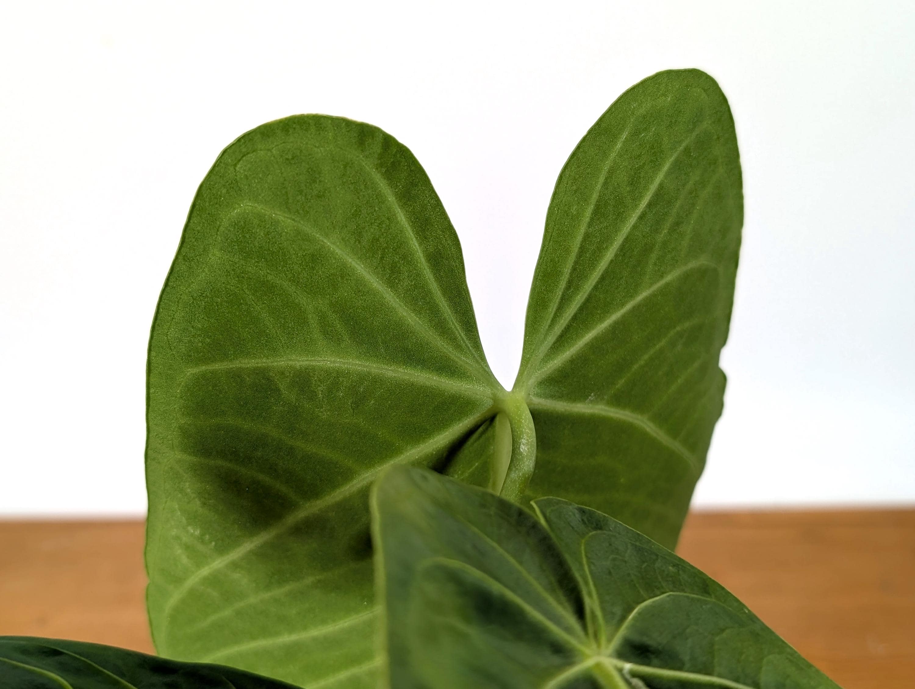 Anthurium Warocqueanum x Waterburyanum