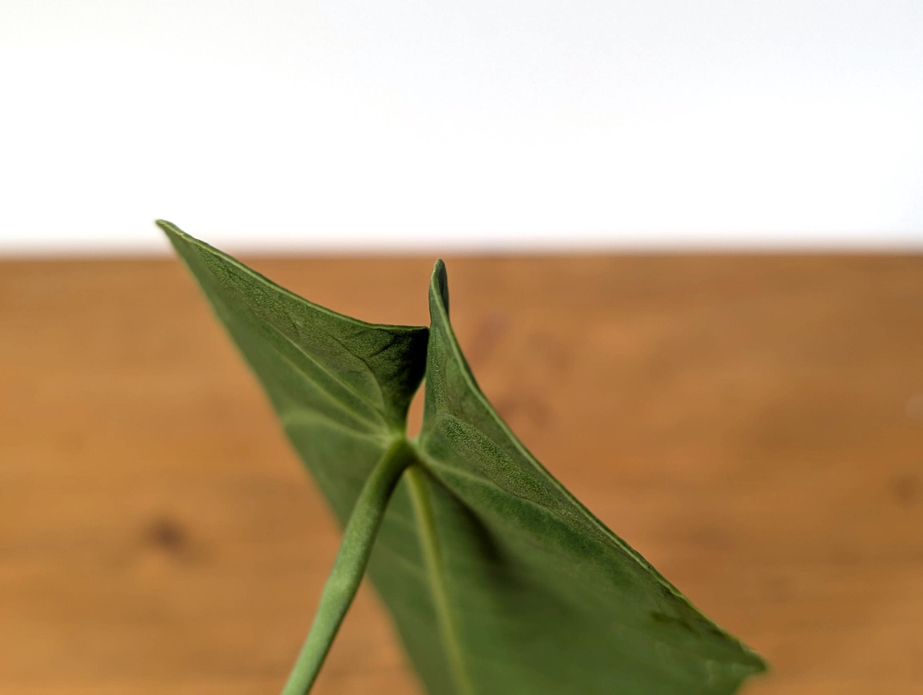 Anthurium Zamora Queen - One Leaf Over 12&quot; Long