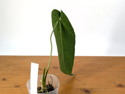 Anthurium Zamora Queen - One Leaf Over 12&quot; Long