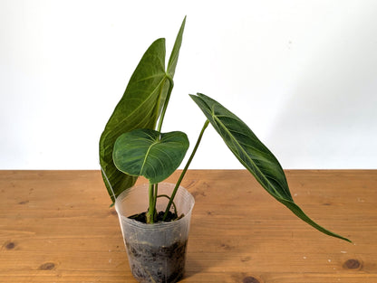 Anthurium Warocqueanum x Waterburyanum