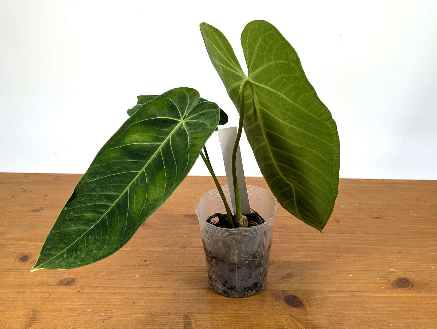 Anthurium Warocqueanum x Waterburyanum