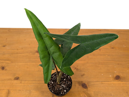 Alocasia Tigrina Superba in 4 Inch Pot