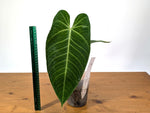 Anthurium Warocqueanum x Waterburyanum