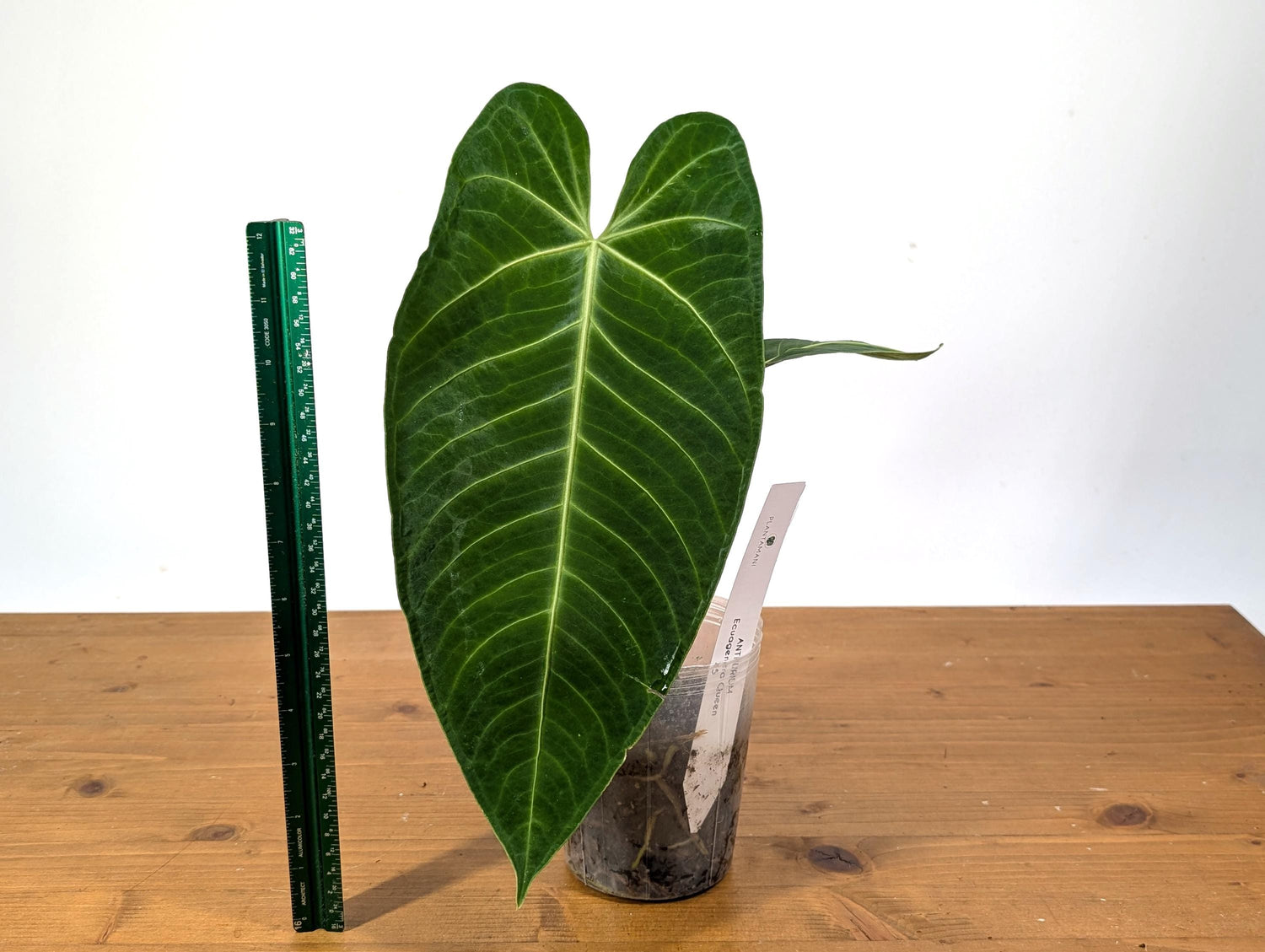 Anthurium Warocqueanum x Waterburyanum