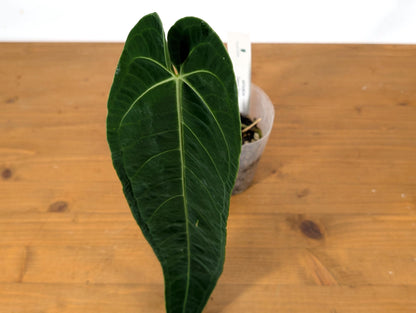 Anthurium Zamora Queen - One Leaf Over 12&quot; Long