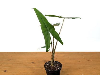 Alocasia Tigrina Superba in 4 Inch Pot