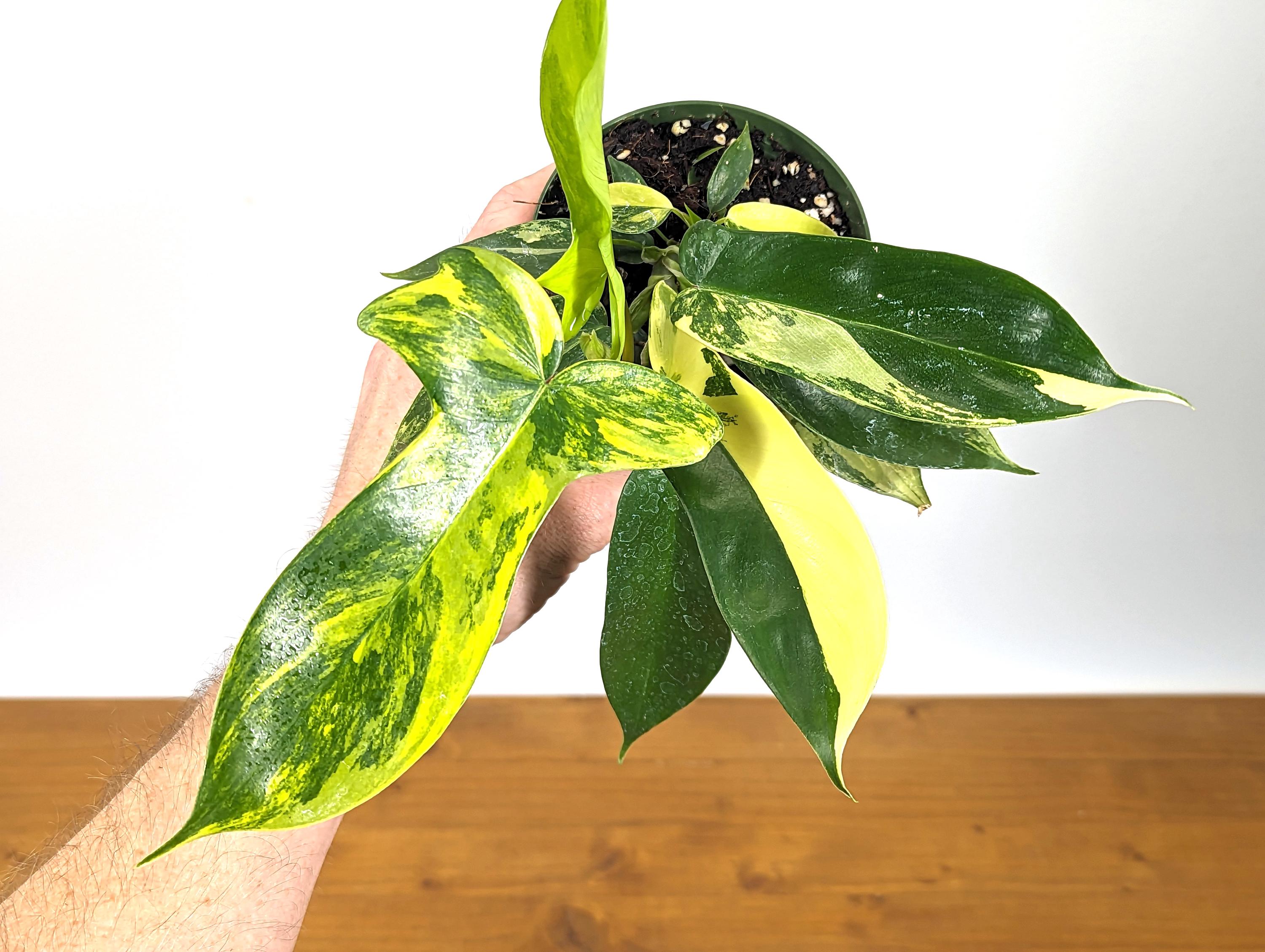 Philodendron Florida Beauty Variegated