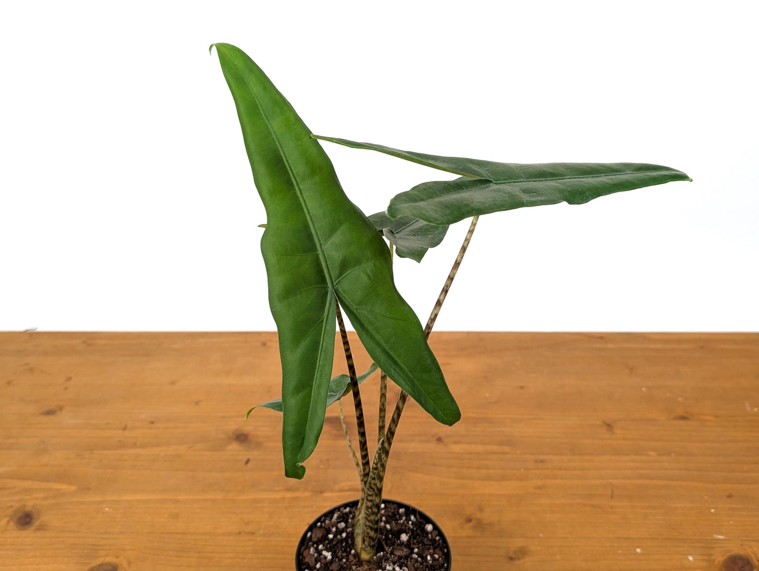 Alocasia Tigrina Superba in 4 Inch Pot