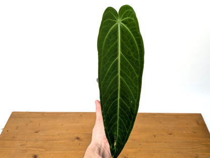 Anthurium Warocqueanum x A. Warocqueanum Esmeralda &