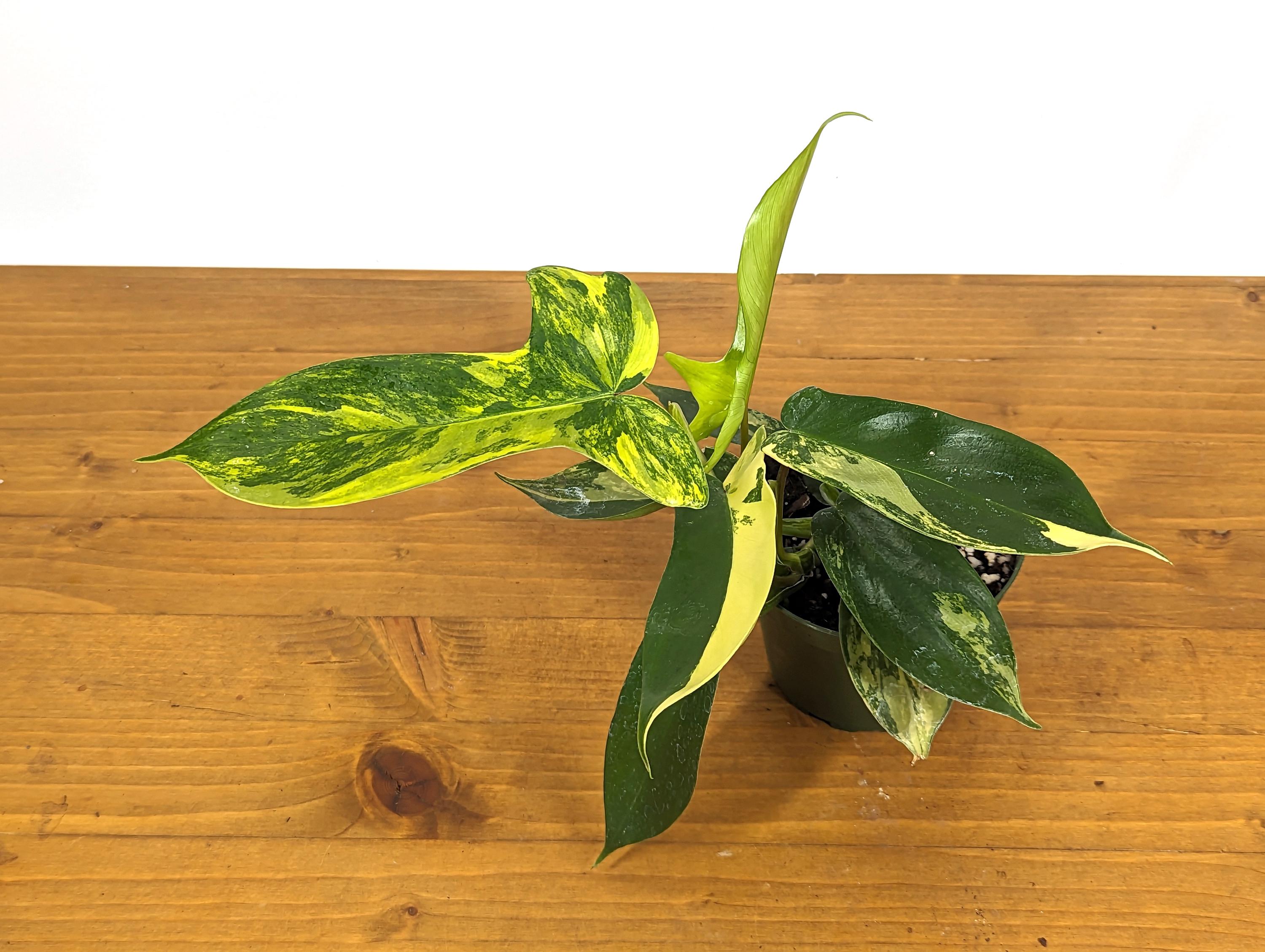 Philodendron Florida Beauty Variegated