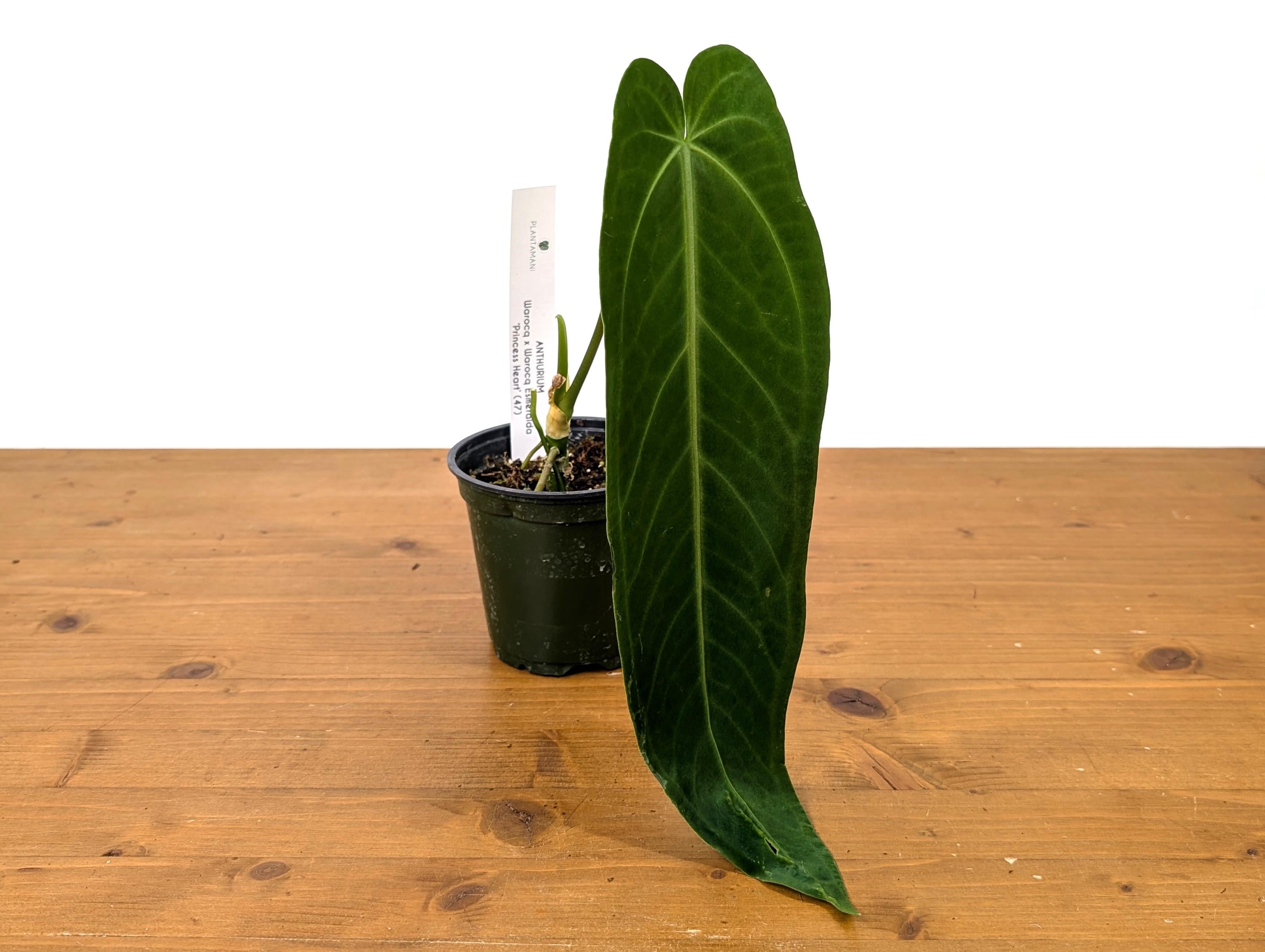 Anthurium Warocqueanum x A. Warocqueanum Esmeralda &