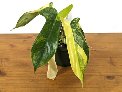 Philodendron Florida Beauty Variegated