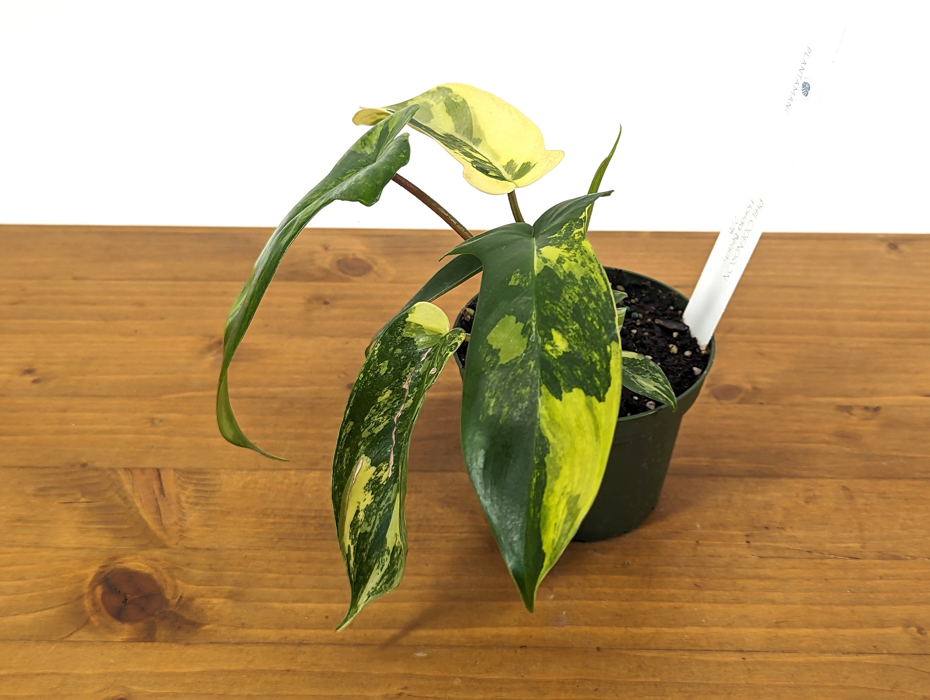 Philodendron Florida Beauty Variegated