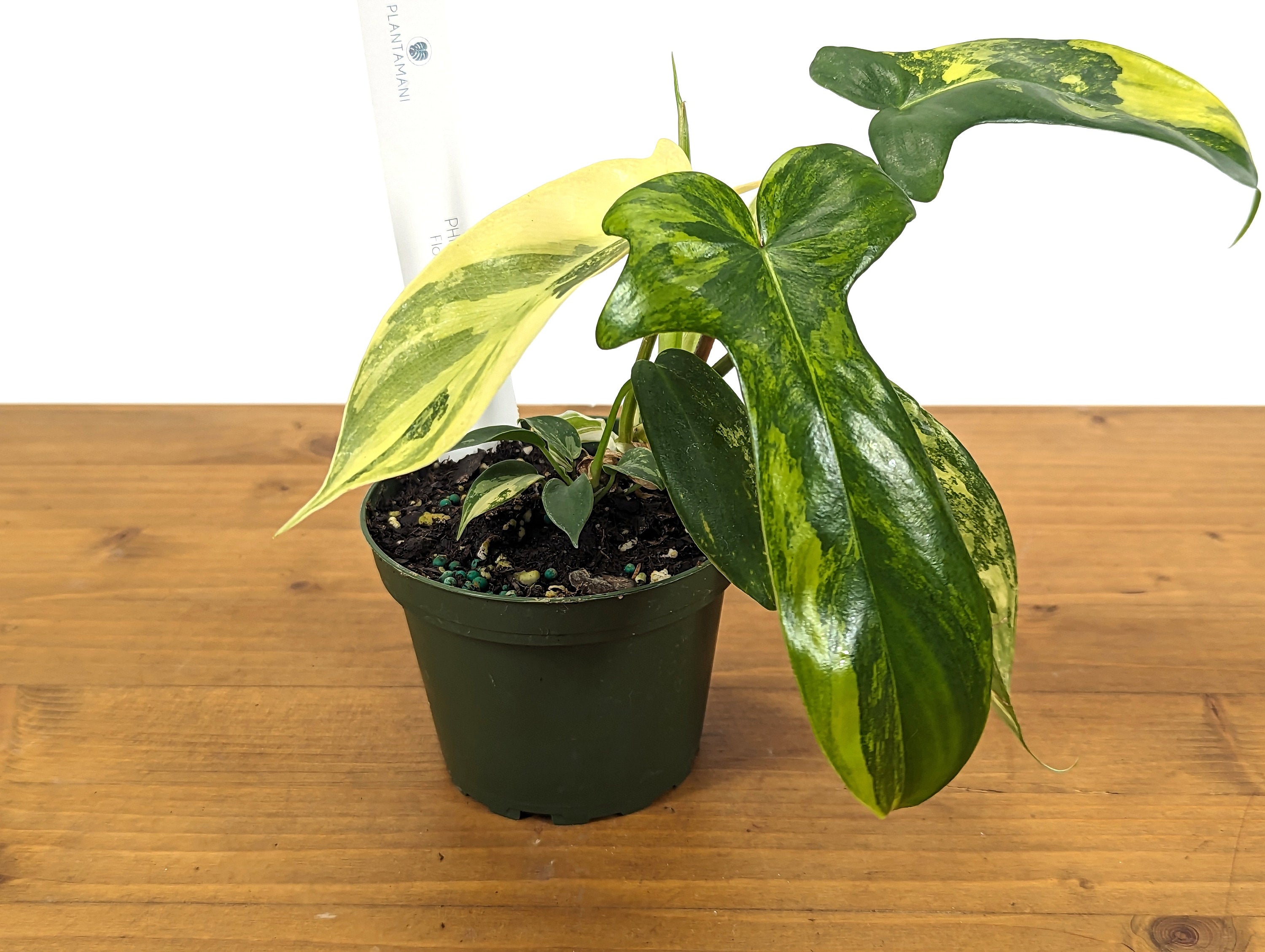 Philodendron Florida Beauty Variegated