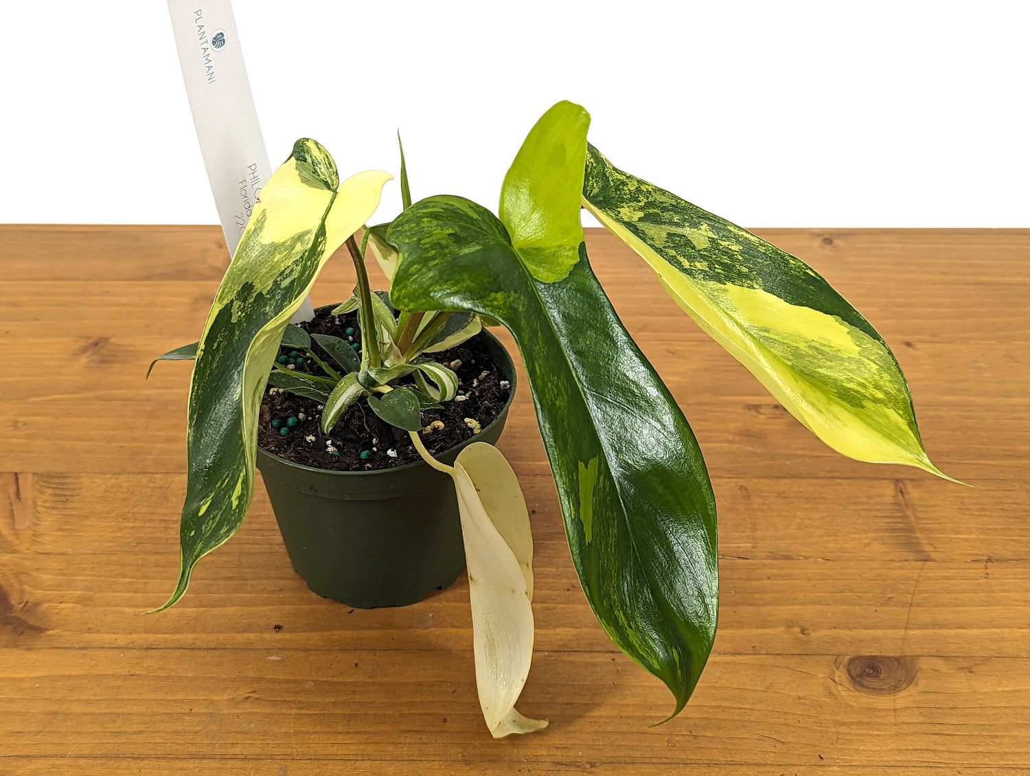 Philodendron Florida Beauty Variegated