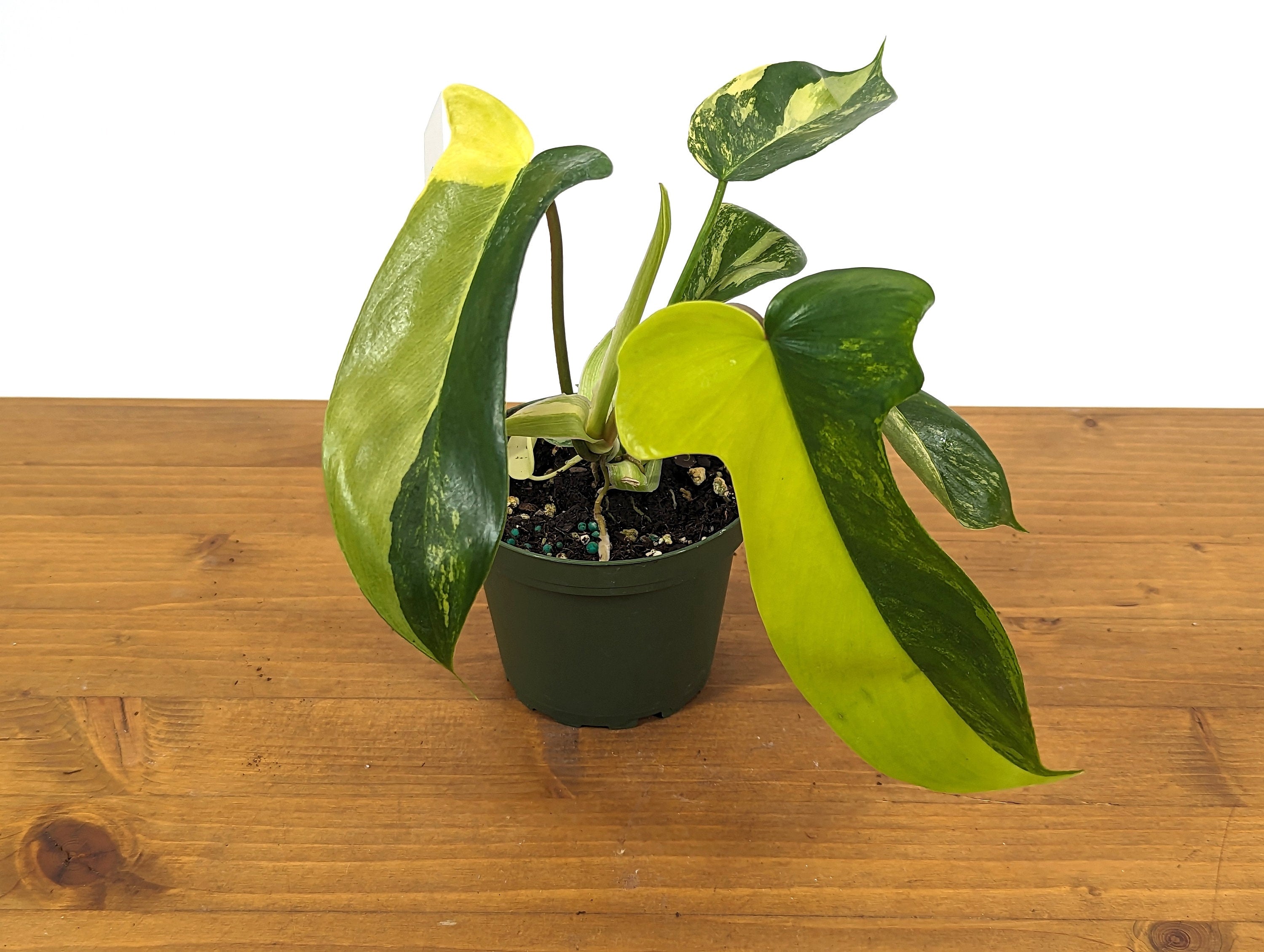 Philodendron Florida Beauty Variegated