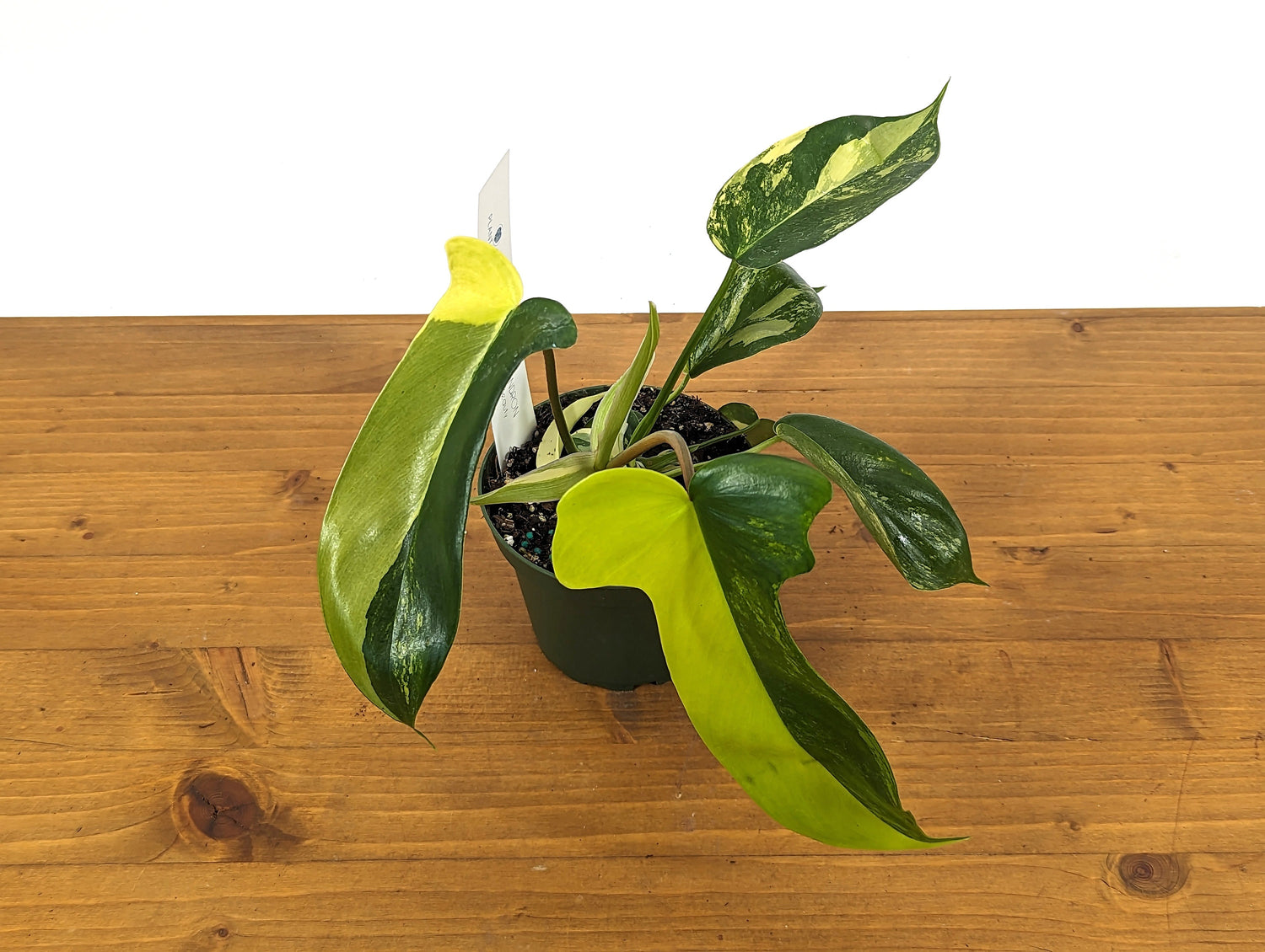 Philodendron Florida Beauty Variegated