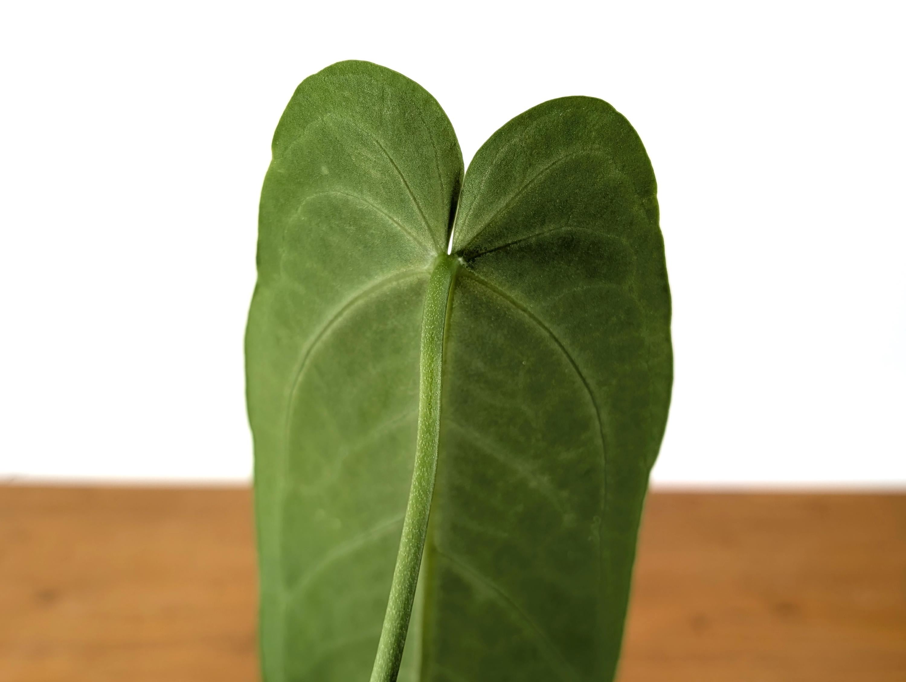 Anthurium Warocqueanum x A. Warocqueanum Esmeralda &