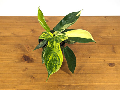 Philodendron Florida Beauty Variegated