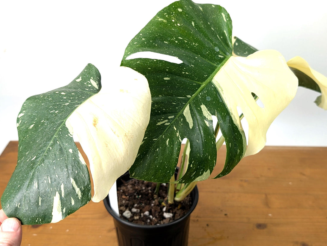 Monstera Thai Constellation in 1 Gallon Pot with Split Leaves (50E) Exact Plant Large White Variegations