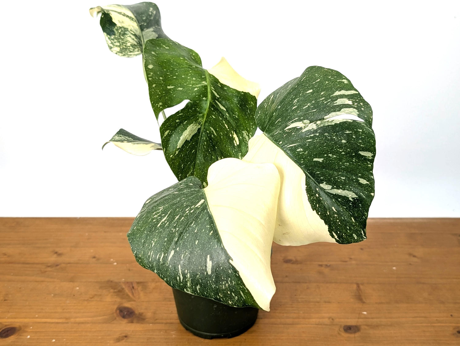 Double Half Moon Monstera Thai Constellation Beautiful Color in 1 Gallon Pot with Split Leaves - Exact Plant  (50A)