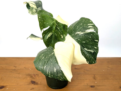 Double Half Moon Monstera Thai Constellation Beautiful Color in 1 Gallon Pot with Split Leaves - Exact Plant  (50A)