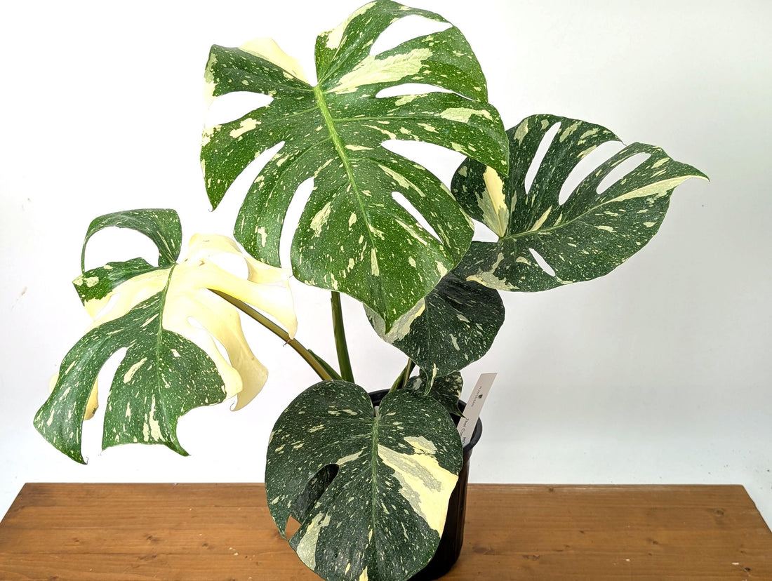 Monstera Thai Constellation Beautiful Creme Color in 1 Gallon Pot with Split Leaves (50D) Exact Plant