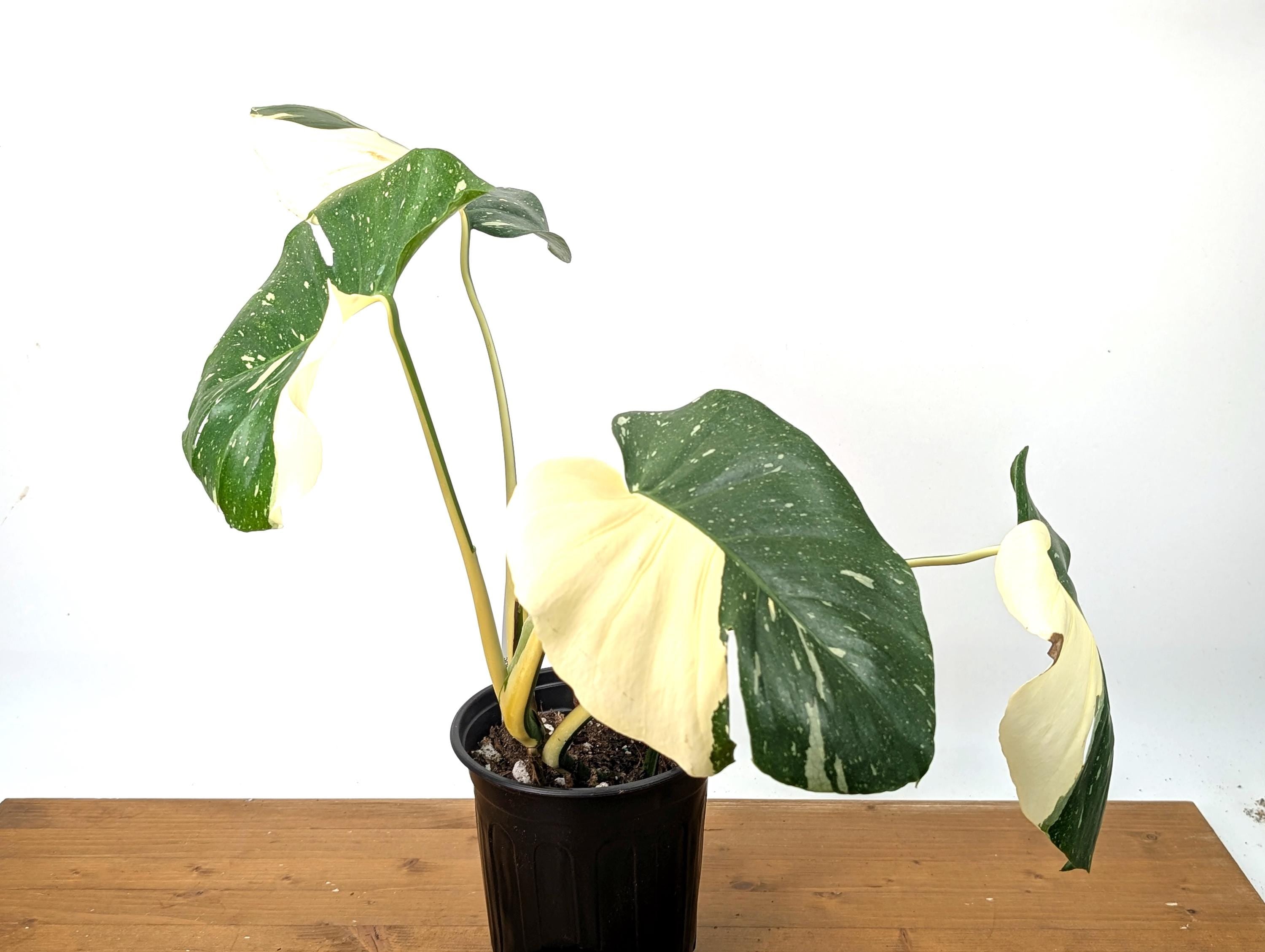 Monstera Thai Constellation in 1 Gallon Pot with Split Leaves (50E) Exact Plant Large White Variegations