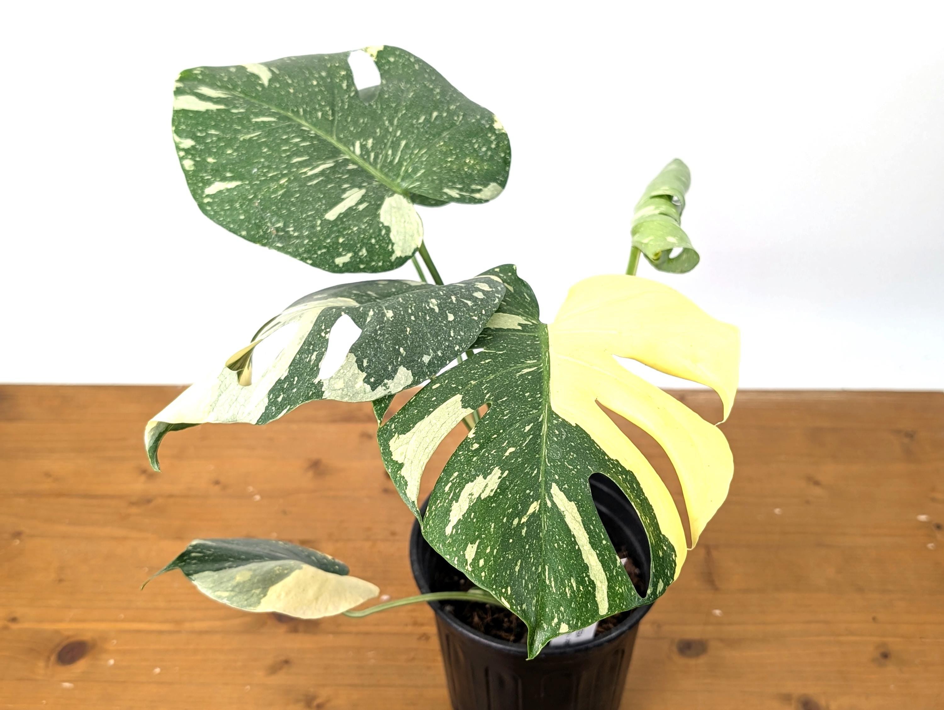 Monstera Thai Constellation Beautiful Creme Color in 1 Gallon Pot with Split Leaves (50C) Exact Plant