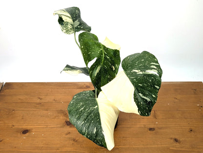 Double Half Moon Monstera Thai Constellation Beautiful Color in 1 Gallon Pot with Split Leaves - Exact Plant  (50A)