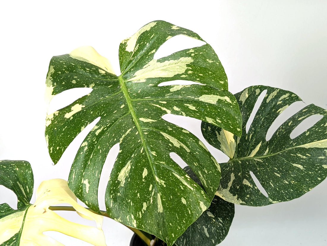 Monstera Thai Constellation Beautiful Creme Color in 1 Gallon Pot with Split Leaves (50D) Exact Plant