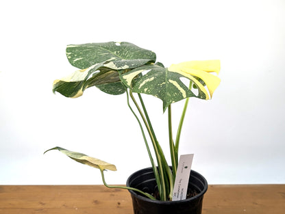 Monstera Thai Constellation Beautiful Creme Color in 1 Gallon Pot with Split Leaves (50C) Exact Plant