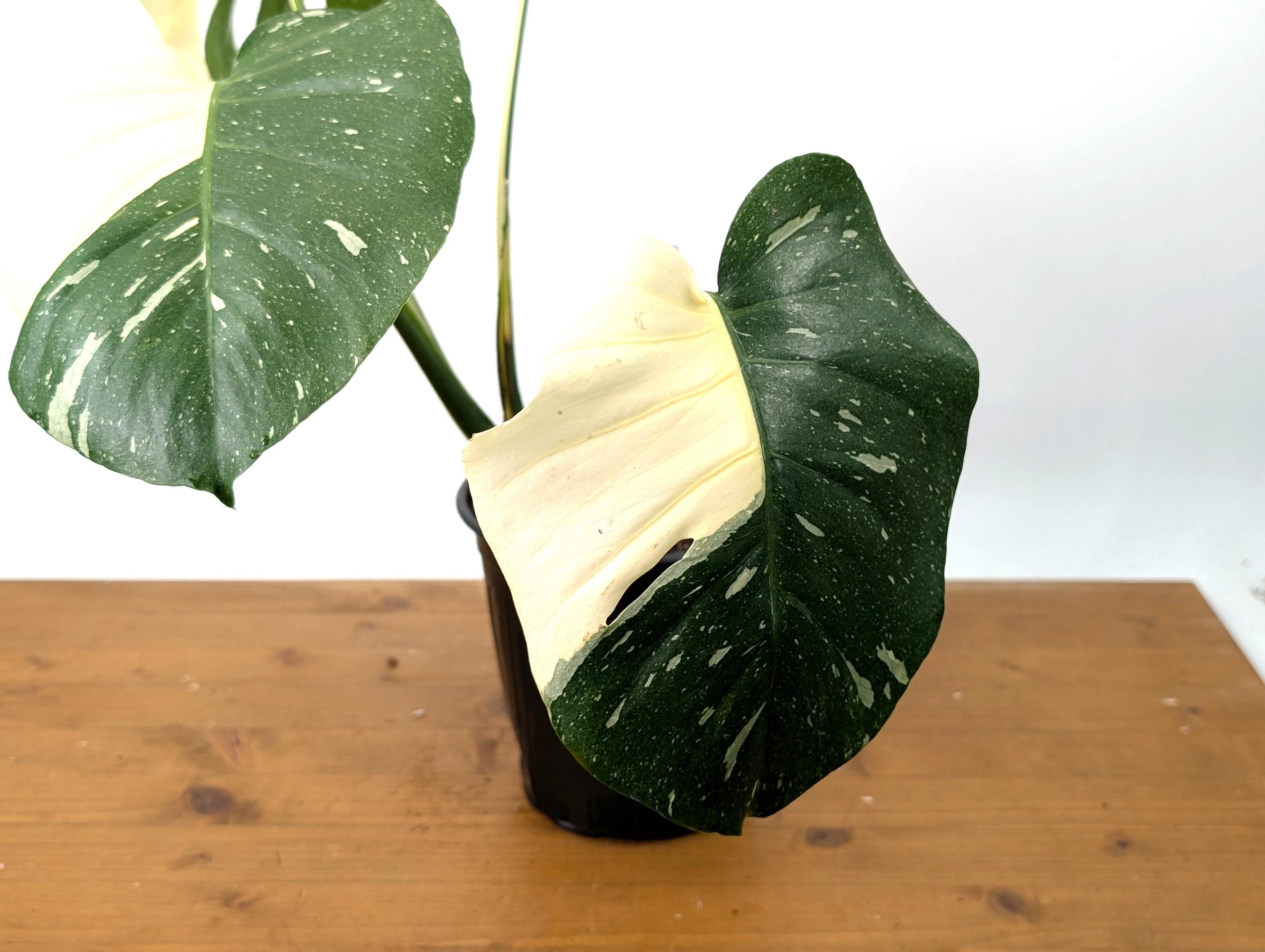 Monstera Thai Constellation in 1 Gallon Pot with Split Leaves (50E) Exact Plant Large White Variegations