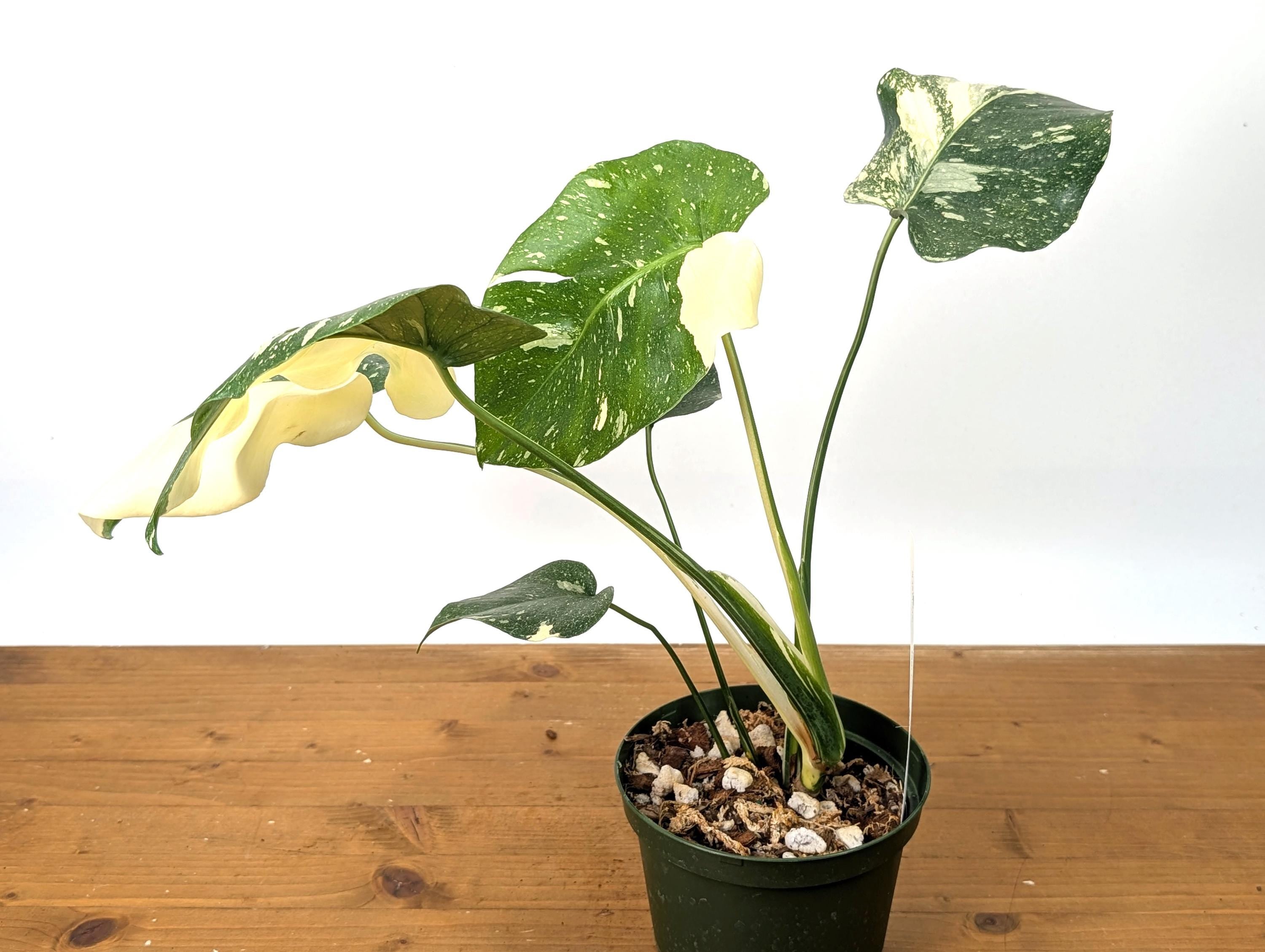 Double Half Moon Monstera Thai Constellation Beautiful Color in 1 Gallon Pot with Split Leaves - Exact Plant  (50A)