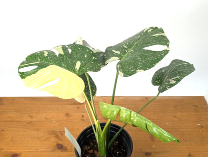 Monstera Thai Constellation Beautiful Creme Color in 1 Gallon Pot with Split Leaves (50C) Exact Plant