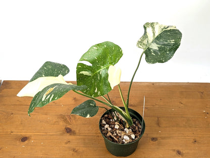 Double Half Moon Monstera Thai Constellation Beautiful Color in 1 Gallon Pot with Split Leaves - Exact Plant  (50A)