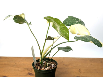 Double Half Moon Monstera Thai Constellation Beautiful Color in 1 Gallon Pot with Split Leaves - Exact Plant  (50A)