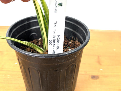 Monstera Thai Constellation Beautiful Creme Color in 1 Gallon Pot with Split Leaves (50C) Exact Plant