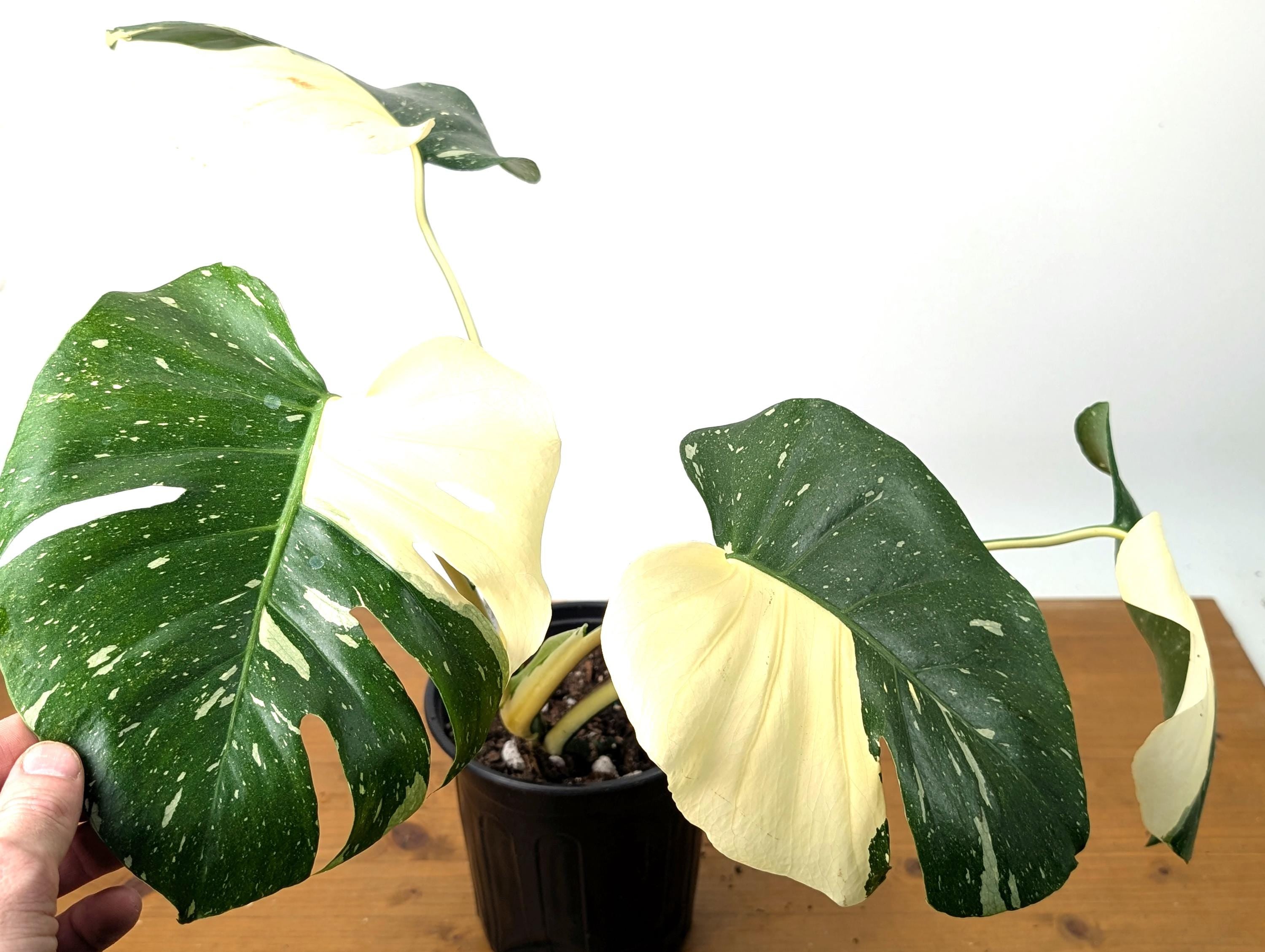 Monstera Thai Constellation in 1 Gallon Pot with Split Leaves (50E) Exact Plant Large White Variegations