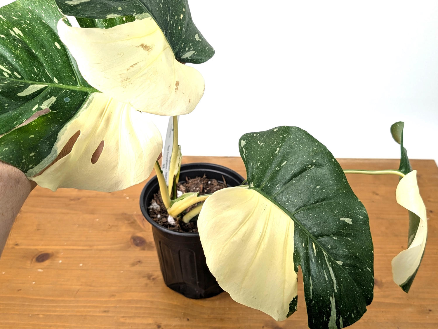 Monstera Thai Constellation in 1 Gallon Pot with Split Leaves (50E) Exact Plant Large White Variegations