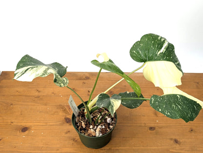 Double Half Moon Monstera Thai Constellation Beautiful Color in 1 Gallon Pot with Split Leaves - Exact Plant  (50A)