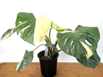 EXACT Half Moon Monstera Thai Constellation Beautiful Premium in 1 Gallon Pot with Split Leaves (50)