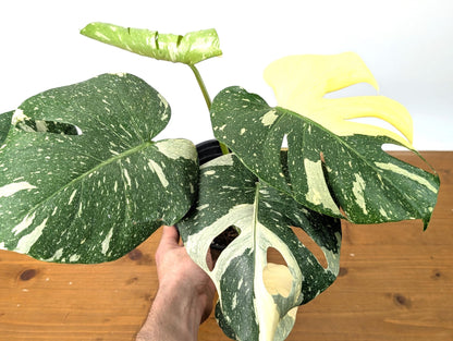 Monstera Thai Constellation Beautiful Creme Color in 1 Gallon Pot with Split Leaves (50C) Exact Plant