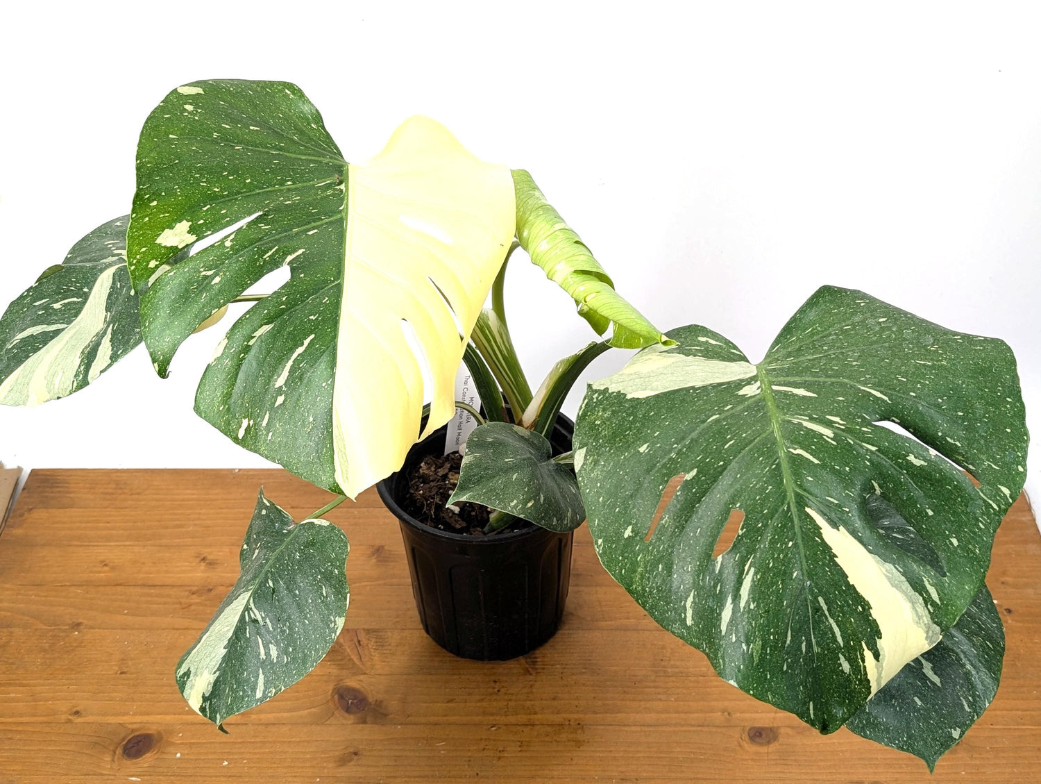 EXACT Half Moon Monstera Thai Constellation Beautiful Premium in 1 Gallon Pot with Split Leaves (50)