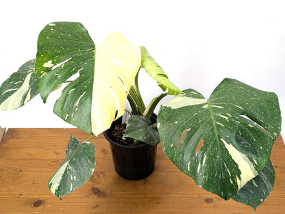 EXACT Half Moon Monstera Thai Constellation Beautiful Premium in 1 Gallon Pot with Split Leaves (50)